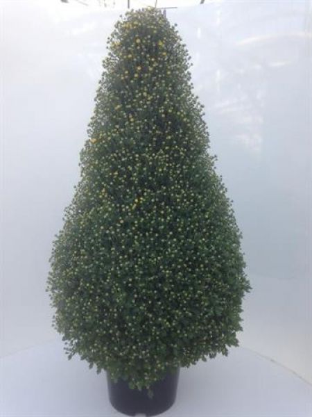 CHRYSANTHEME PYRAMIDE