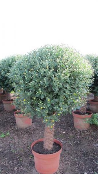 CHRYSANTHEME TIGE