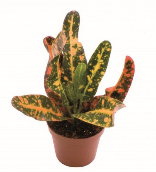 CROTON MIX
