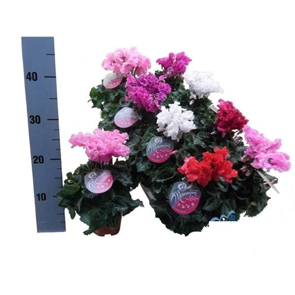 CYCLAMEN MERENGUE
