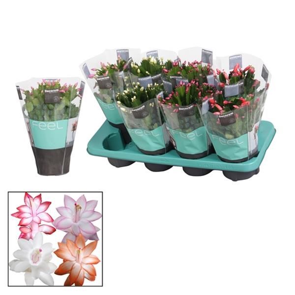 EPIPHYLLUM SCHLUMBERGERA