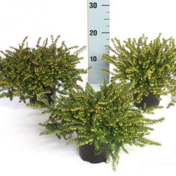 ERICA DARLEYENSIS