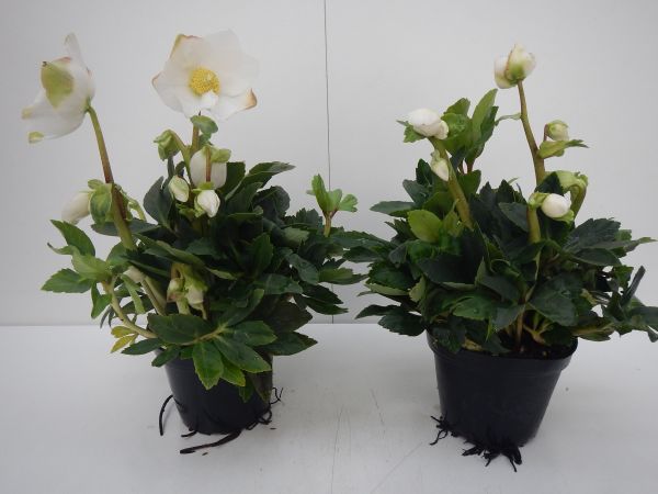 HELLEBORUS G- COLLECTION