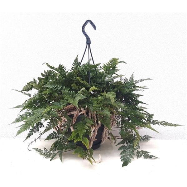 HUMATA TYERMANNII