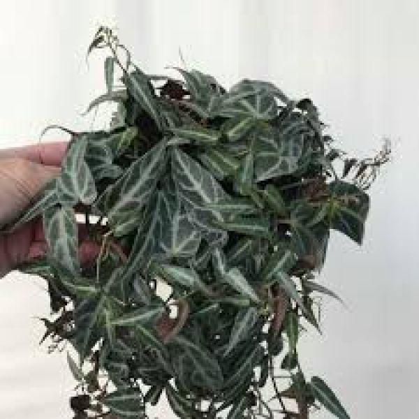 PARTHENOCISSUS AMAZONICA