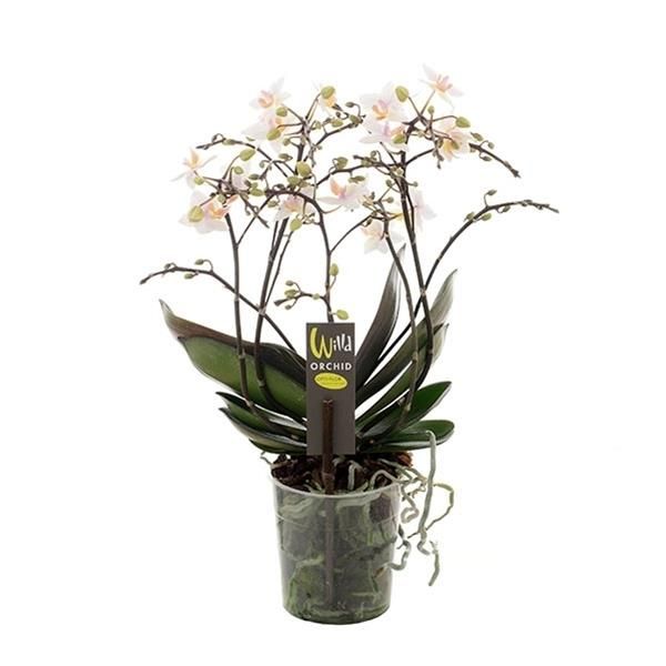 PHALAENOPSIS WILD FLOWERS