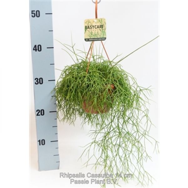 RHIPSALIS CASSUTTA