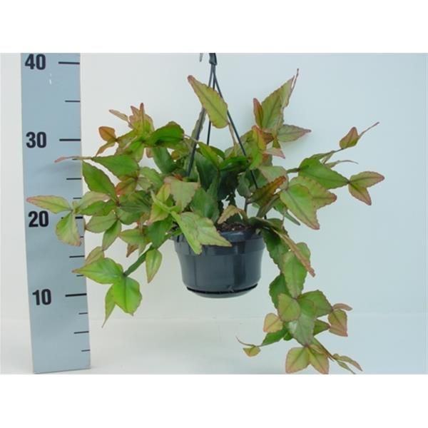 RHIPSALIS CLAVATA