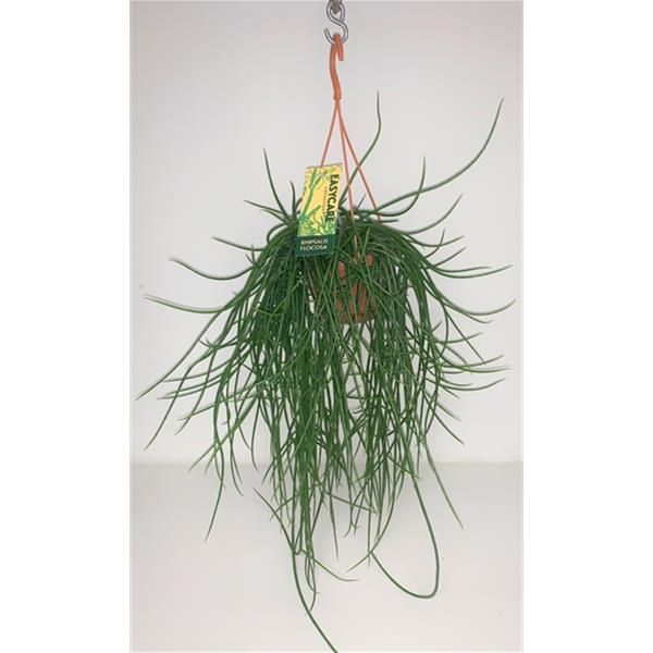 RHIPSALIS FLOCCOSA