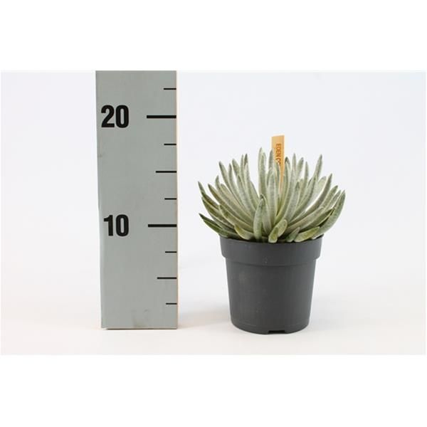 SENECIO SCAPOSUS
