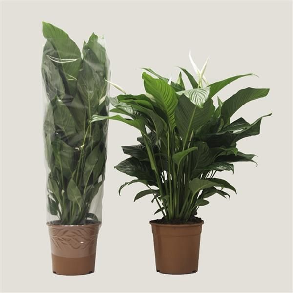 SPATHIPHYLLUM SWEET LAURETTA