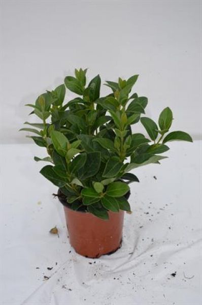 VIBURNUM TINUS EVE PRICE