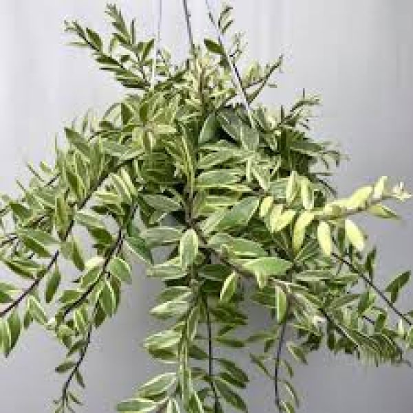 AESCHINANTHUS BOLERO