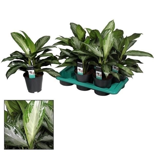 AGLAONEMA SILVER BAY