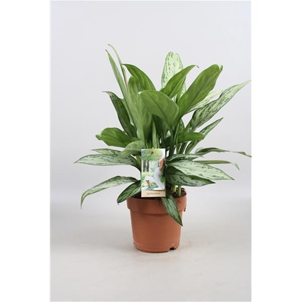AGLAONEMA SILVER QUEEN