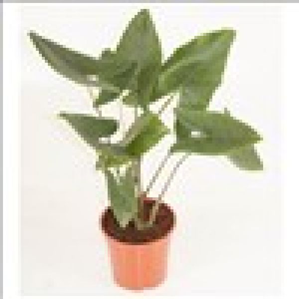 ALOCASIA ZEBRINA