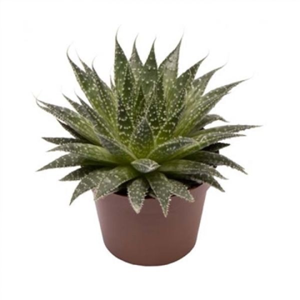 ALOE ARISTATA