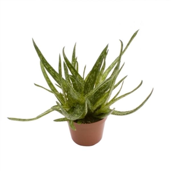 ALOE BAKERI