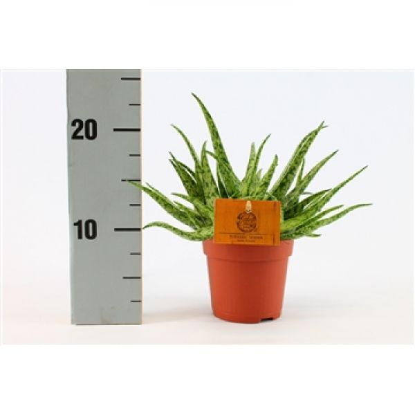 ALOE SPIDER