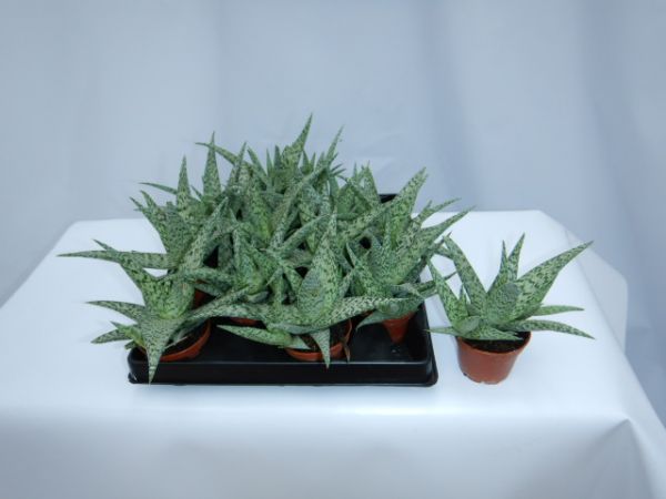 ALOE WHITE BEAUTY