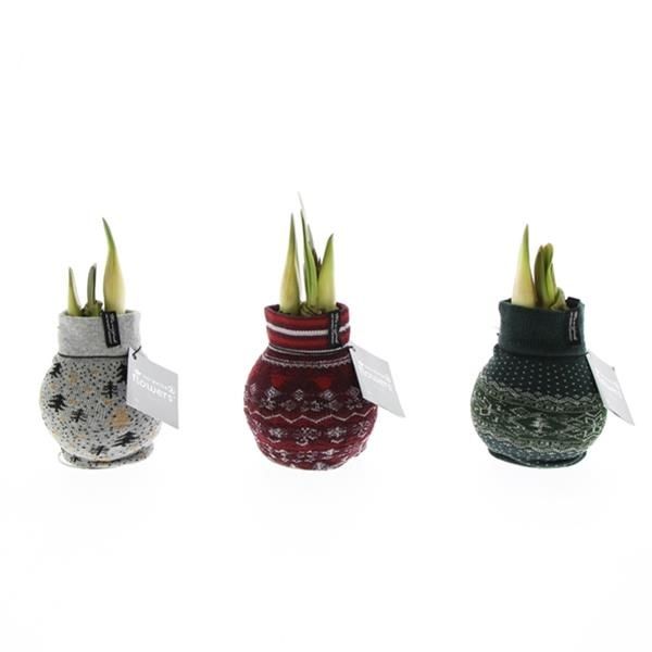 AMARYLLIS WAX