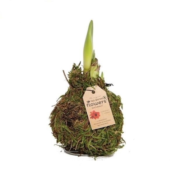 AMARYLLIS WAX MOUSSE