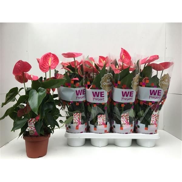 ANTHURIUM CALIFORNIA PINK