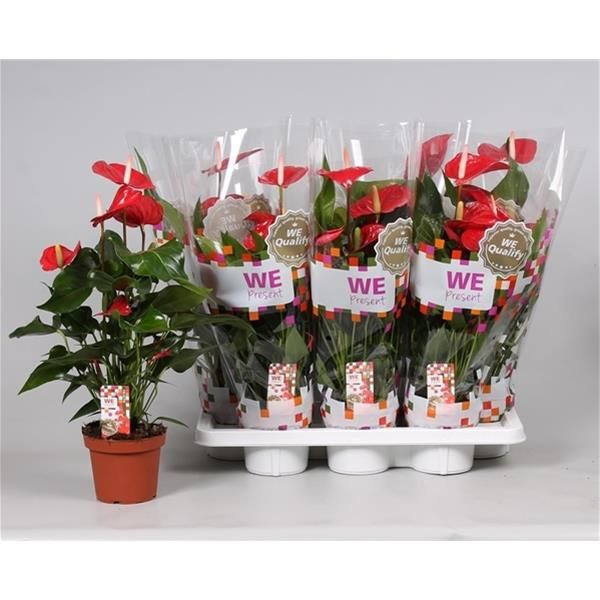 ANTHURIUM FELICITA ROT