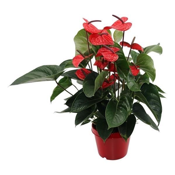 ANTHURIUM RED