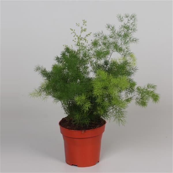 ASPARAGUS MYRIOCLADUS