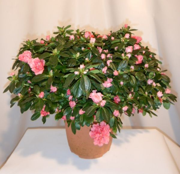 AZALEE POT 25 CM