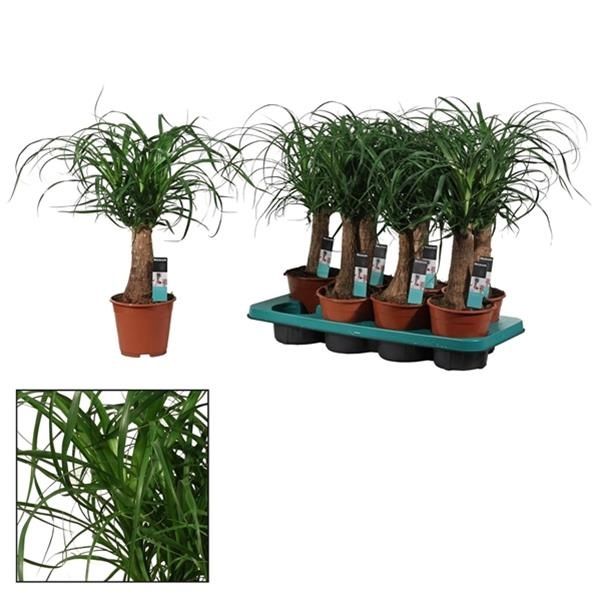 BEAUCARNEA NOLINA