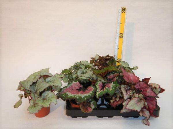 BEGONIA REX