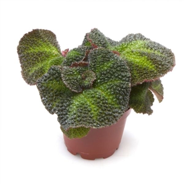 BEGONIA REX