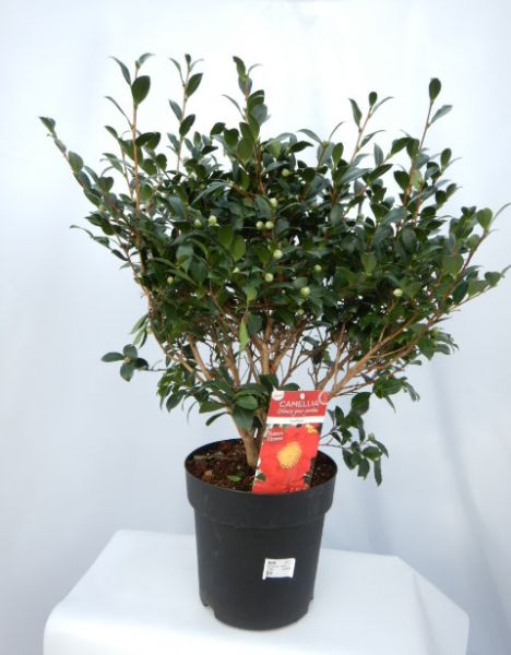 CAMELLIA SASANQUA YULETIDE