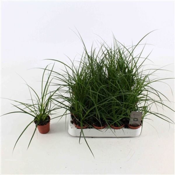 CAREX BRUNNEA