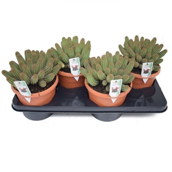 CHAMAECEREUS SILVESTRII
