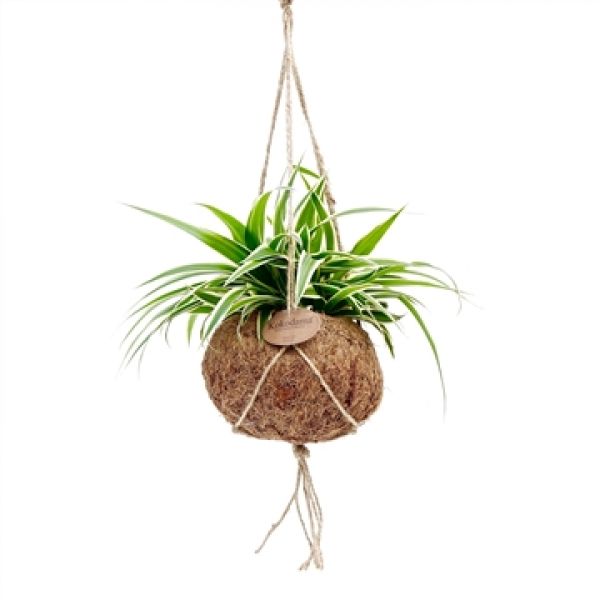 KOKODAMA CHLOROPHYTUM