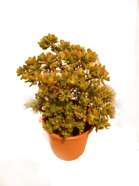 CRASSULA HOBBIT