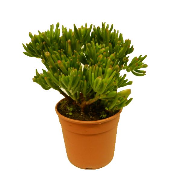CRASSULA HOBBIT