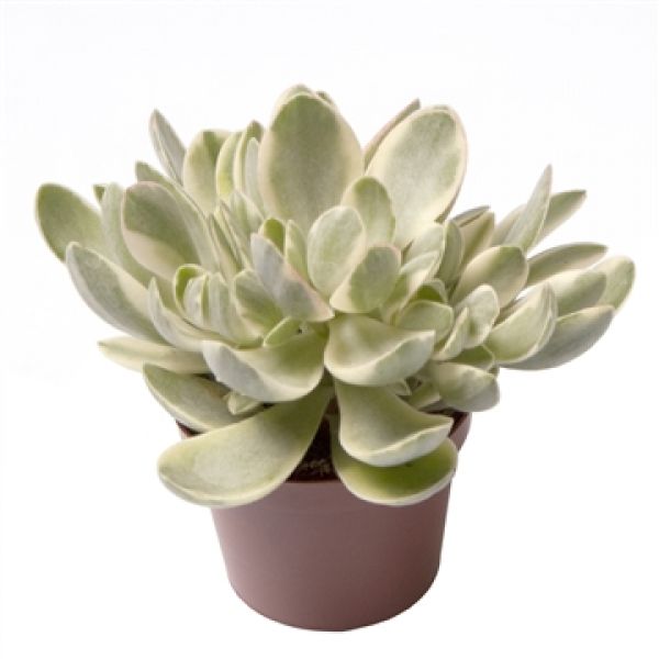 CRASSULA JADE MAGIC