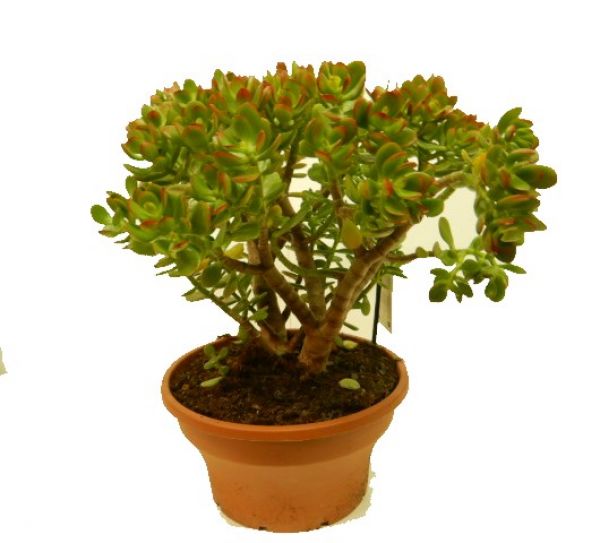 CRASSULA MINOR