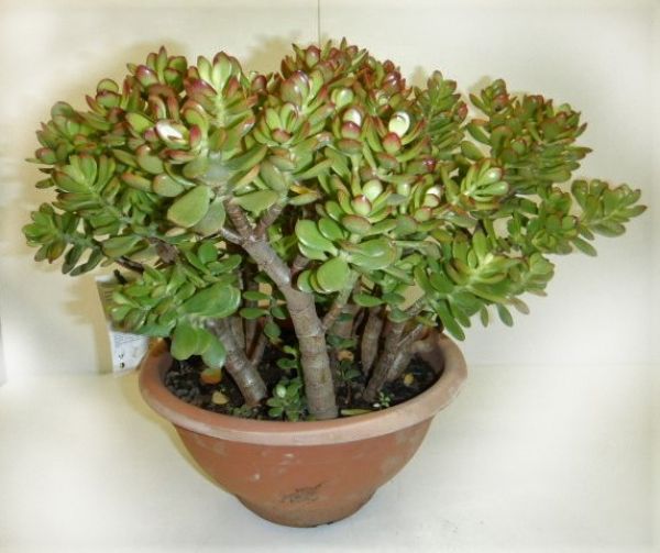 CRASSULA MINOR