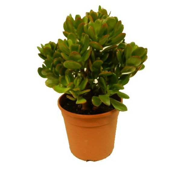 CRASSULA OVATA