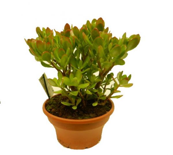 CRASSULA OVATA
