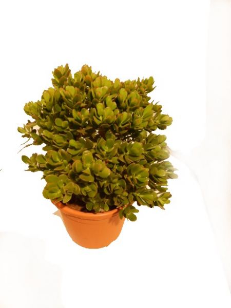 CRASSULA OVATA