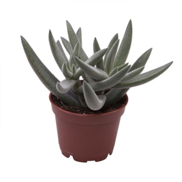 CRASSULA TENELLI