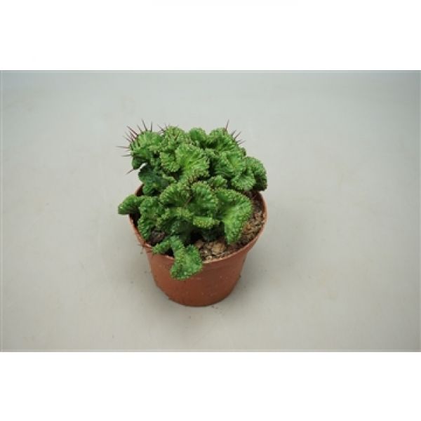 EUPHORBIA CRISTATA