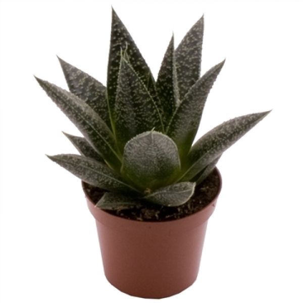GASTERIA HYBRID