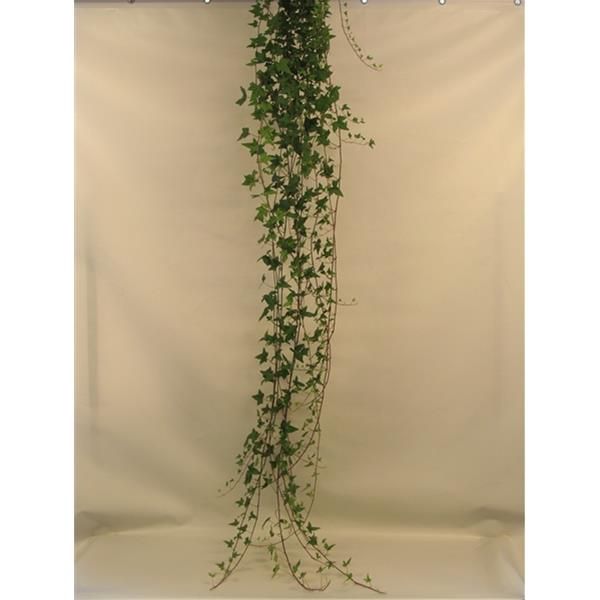 HEDERA